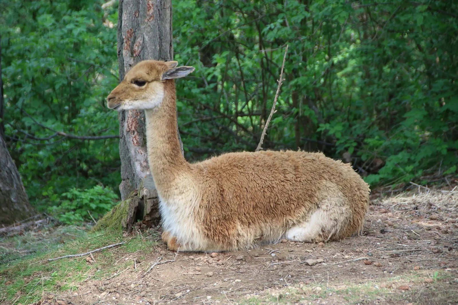 Tierwelt Herberstein