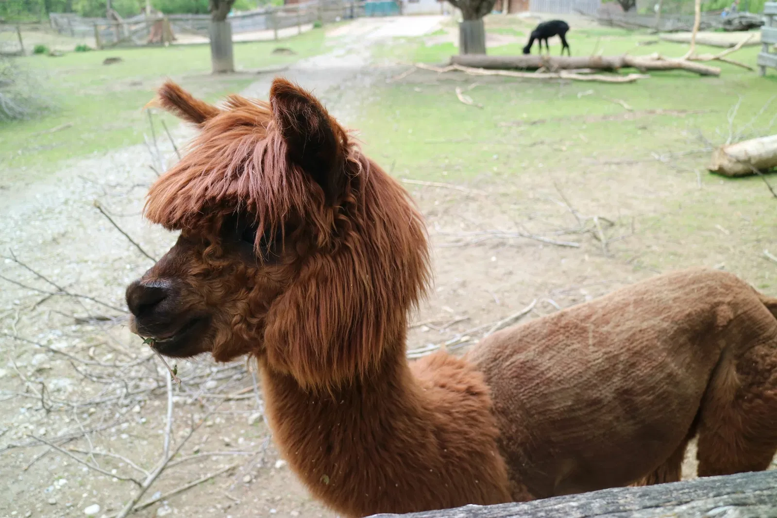 Tierwelt Herberstein