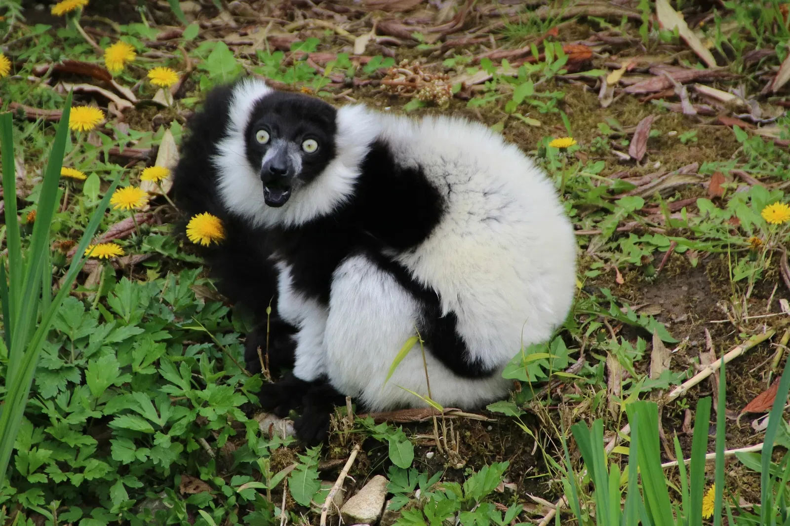 Tierwelt Herberstein