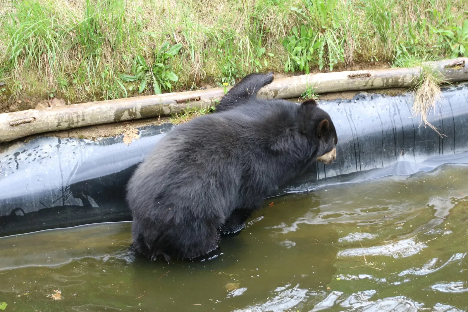 Tierwelt Herberstein