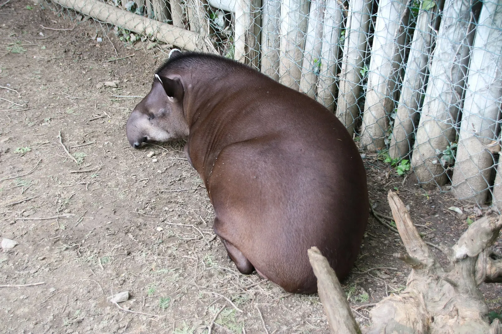 Tierwelt Herberstein