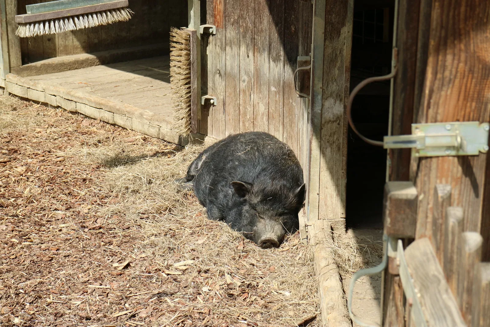 Tierwelt Herberstein