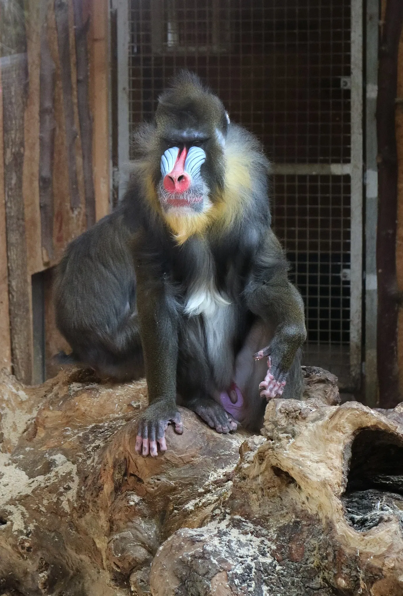 Tierwelt Herberstein