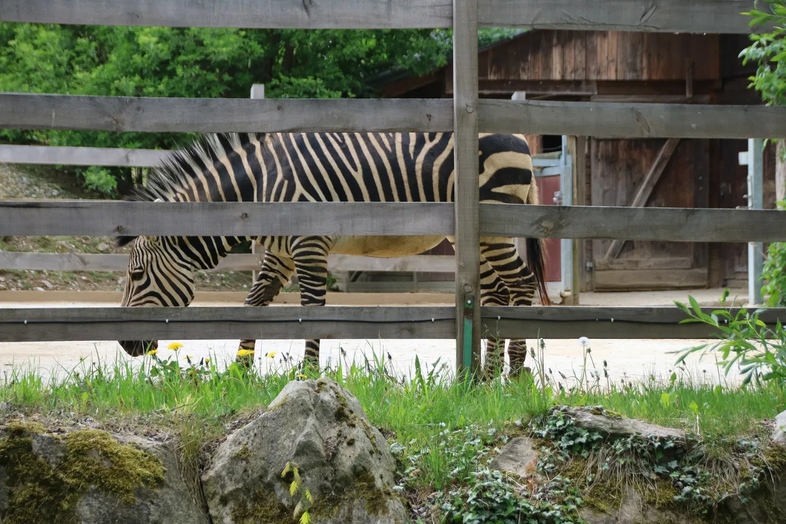 Tierwelt Herberstein