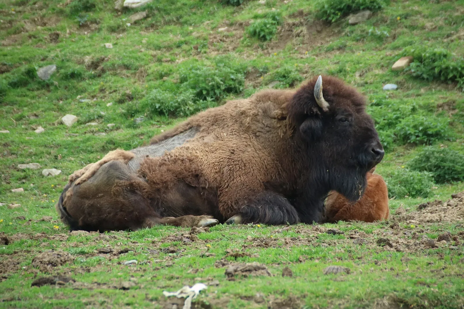 Tierwelt Herberstein