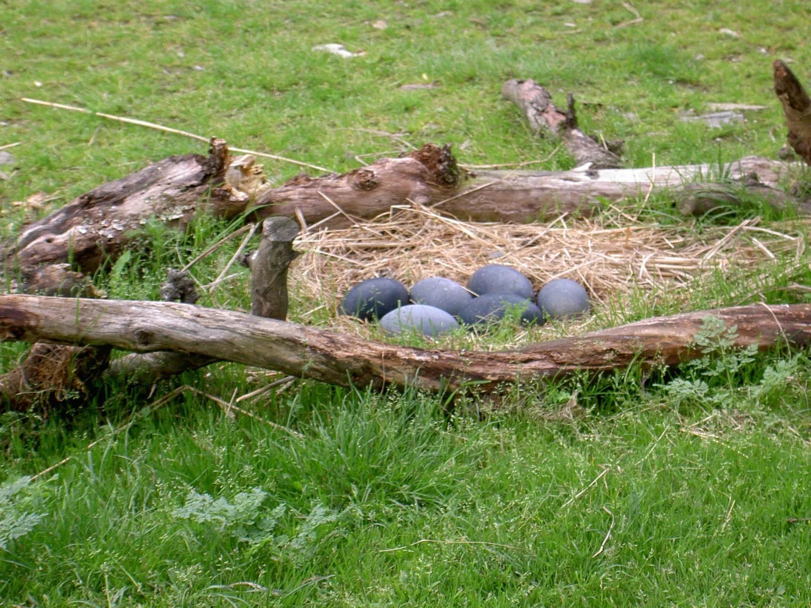 Tierwelt Herberstein