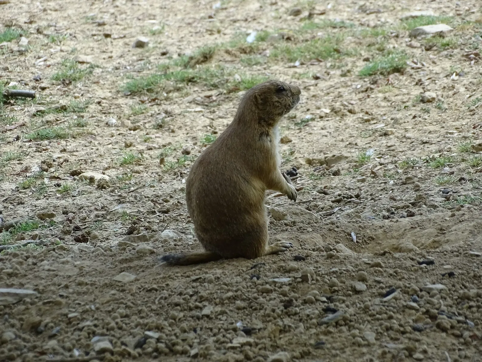 Tierwelt Herberstein