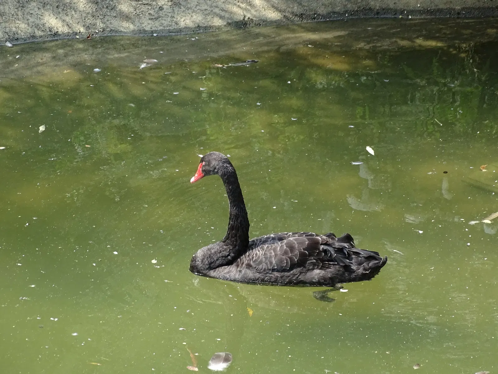 Tierwelt Herberstein