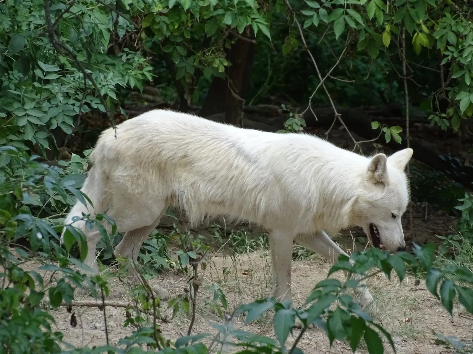 Tierwelt Herberstein