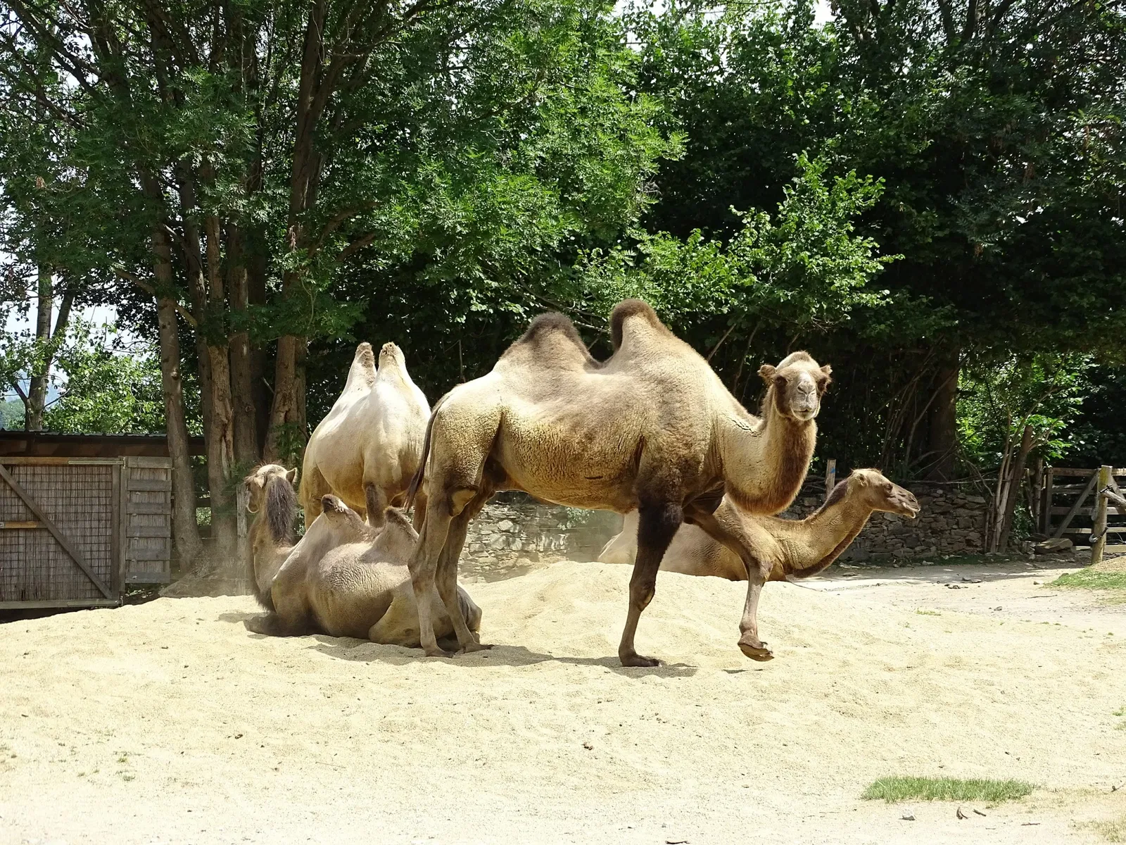 Tierwelt Herberstein