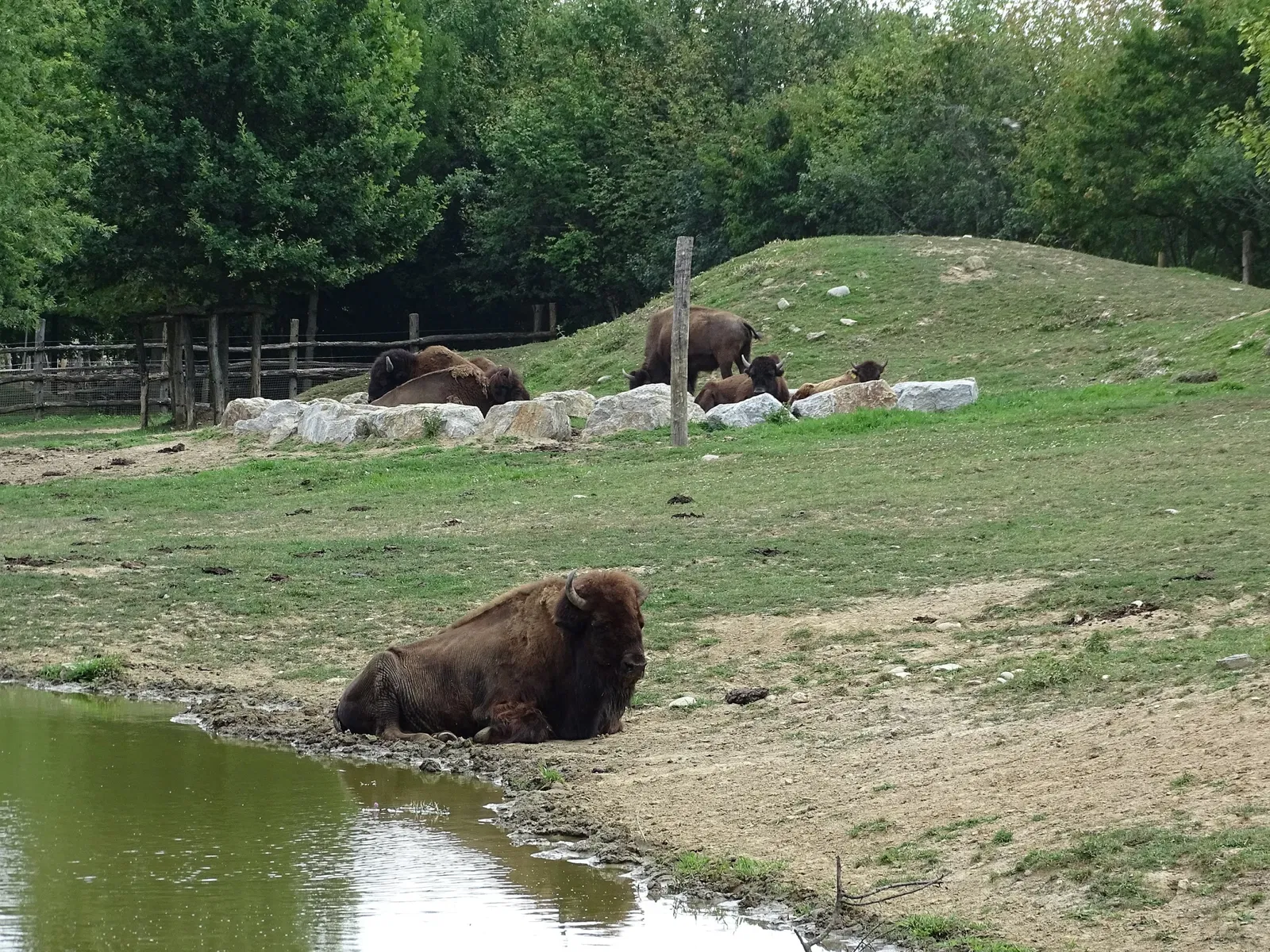 Tierwelt Herberstein