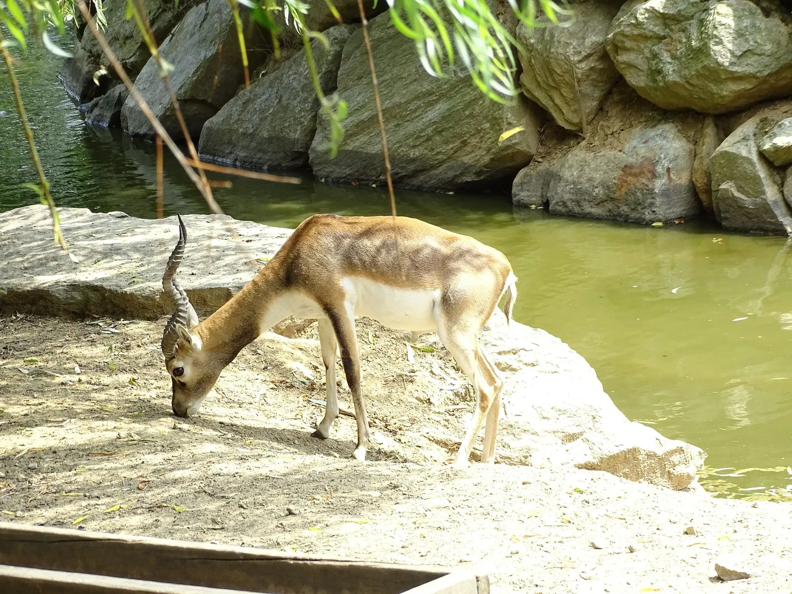 Tierwelt Herberstein