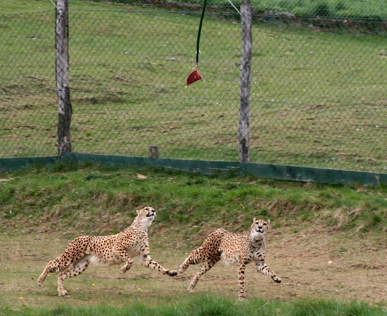 Tierwelt Herberstein