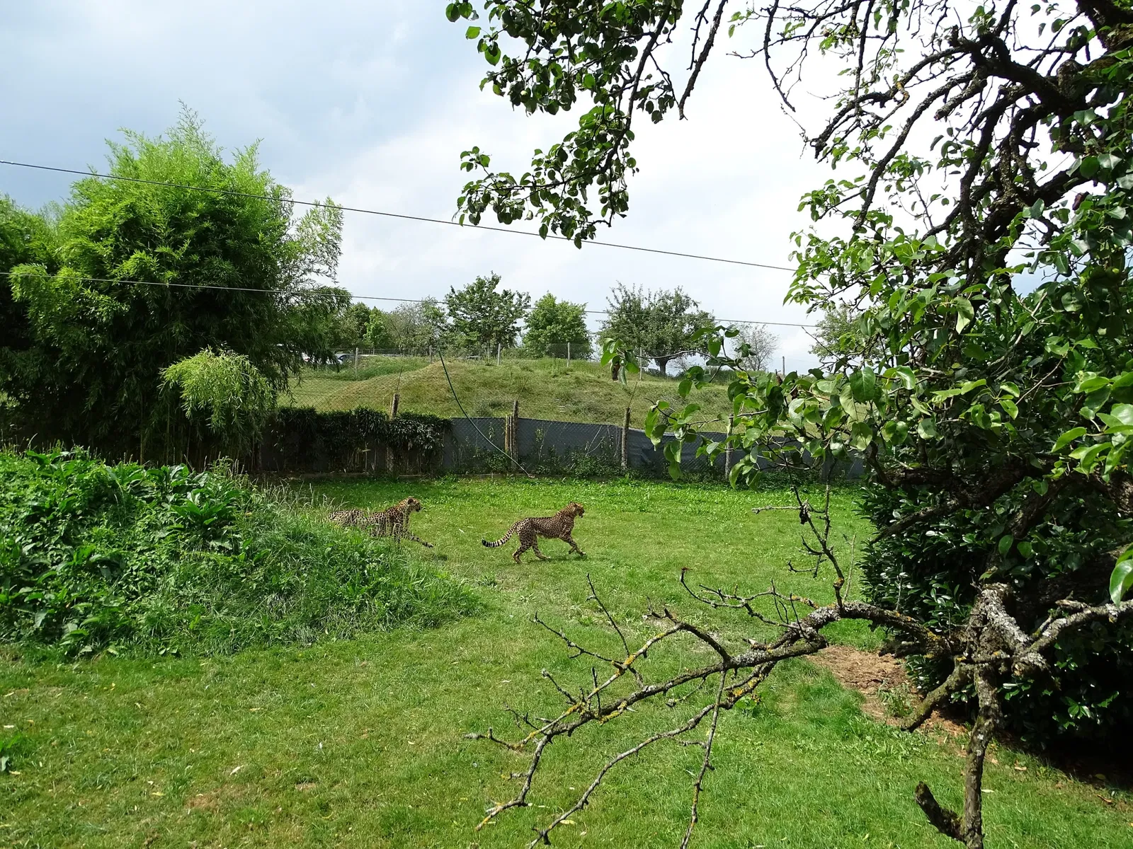 Tierwelt Herberstein
