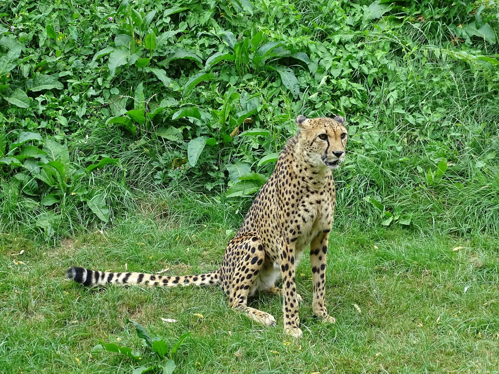Tierwelt Herberstein