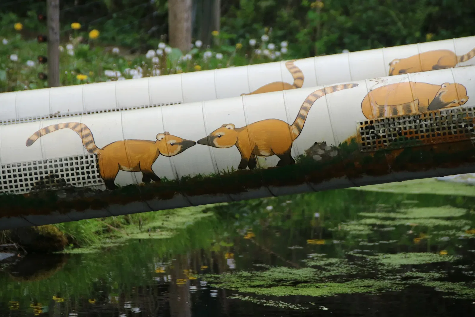 Tierwelt Herberstein