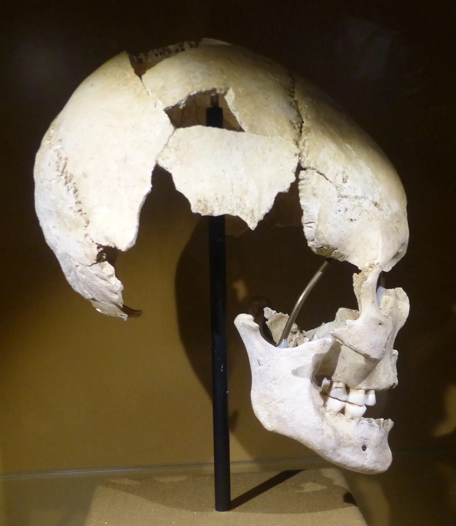 MAMUZ Castle Asparn / Zaya