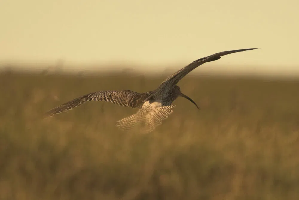 Cry of the Curlew - Exhibition at Museum of North Craven Life