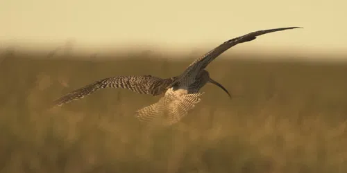 Cry of the Curlew