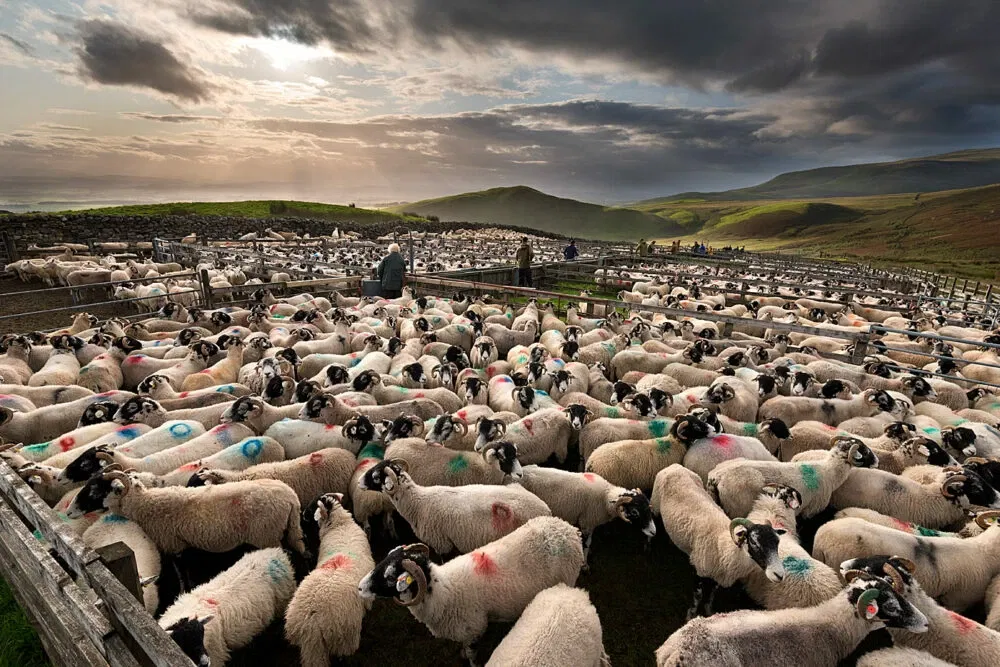 The Fell Gather