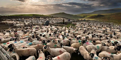 The Fell Gather