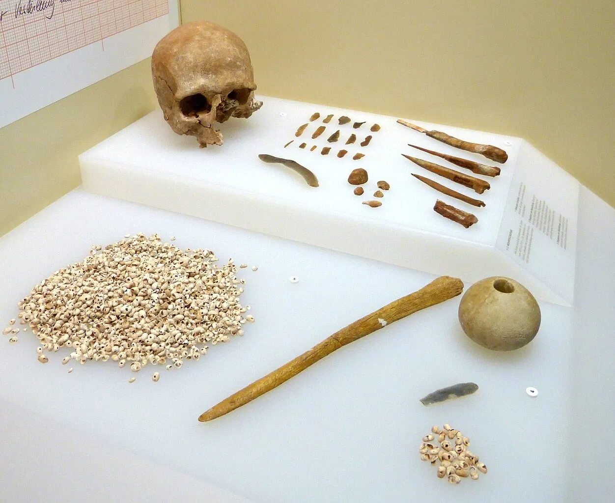 Brandenburg State Archaeology Museum