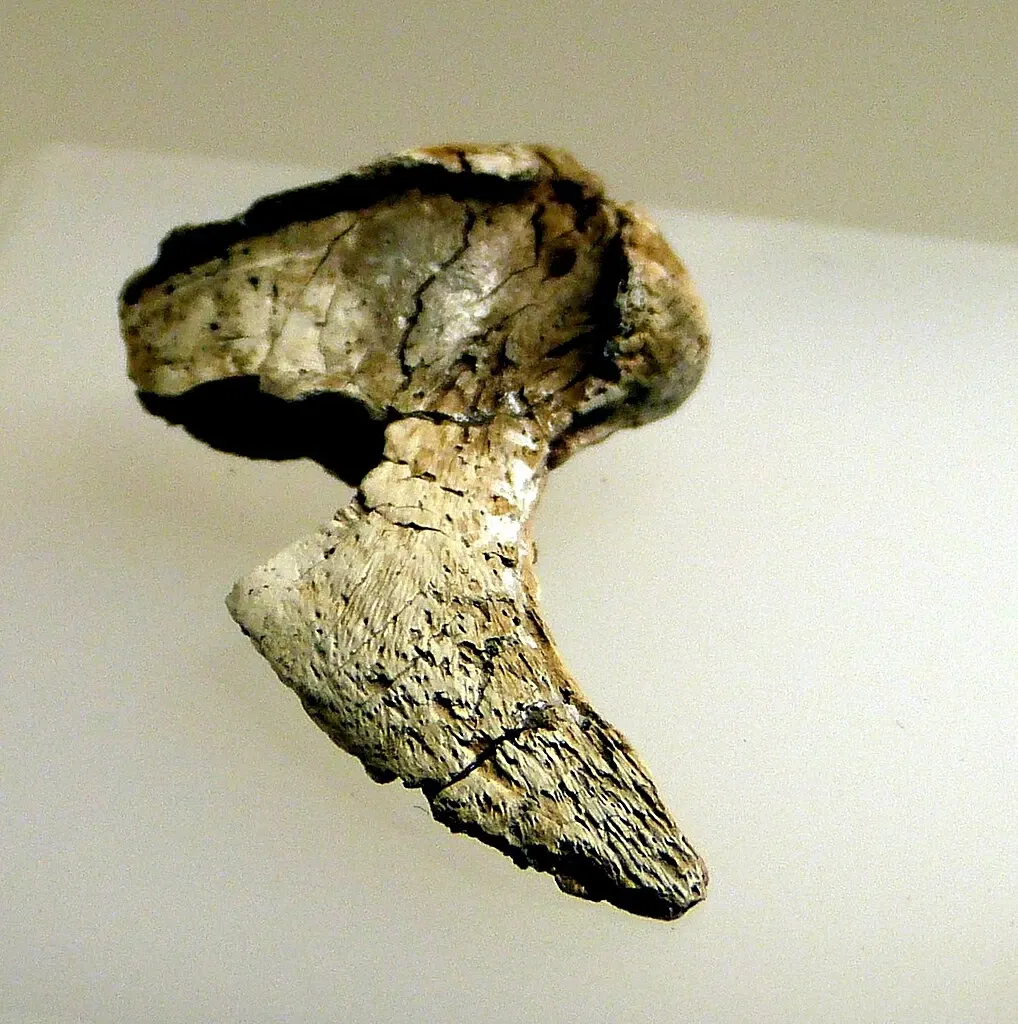 Archäologisches Landesmuseum Brandenburg