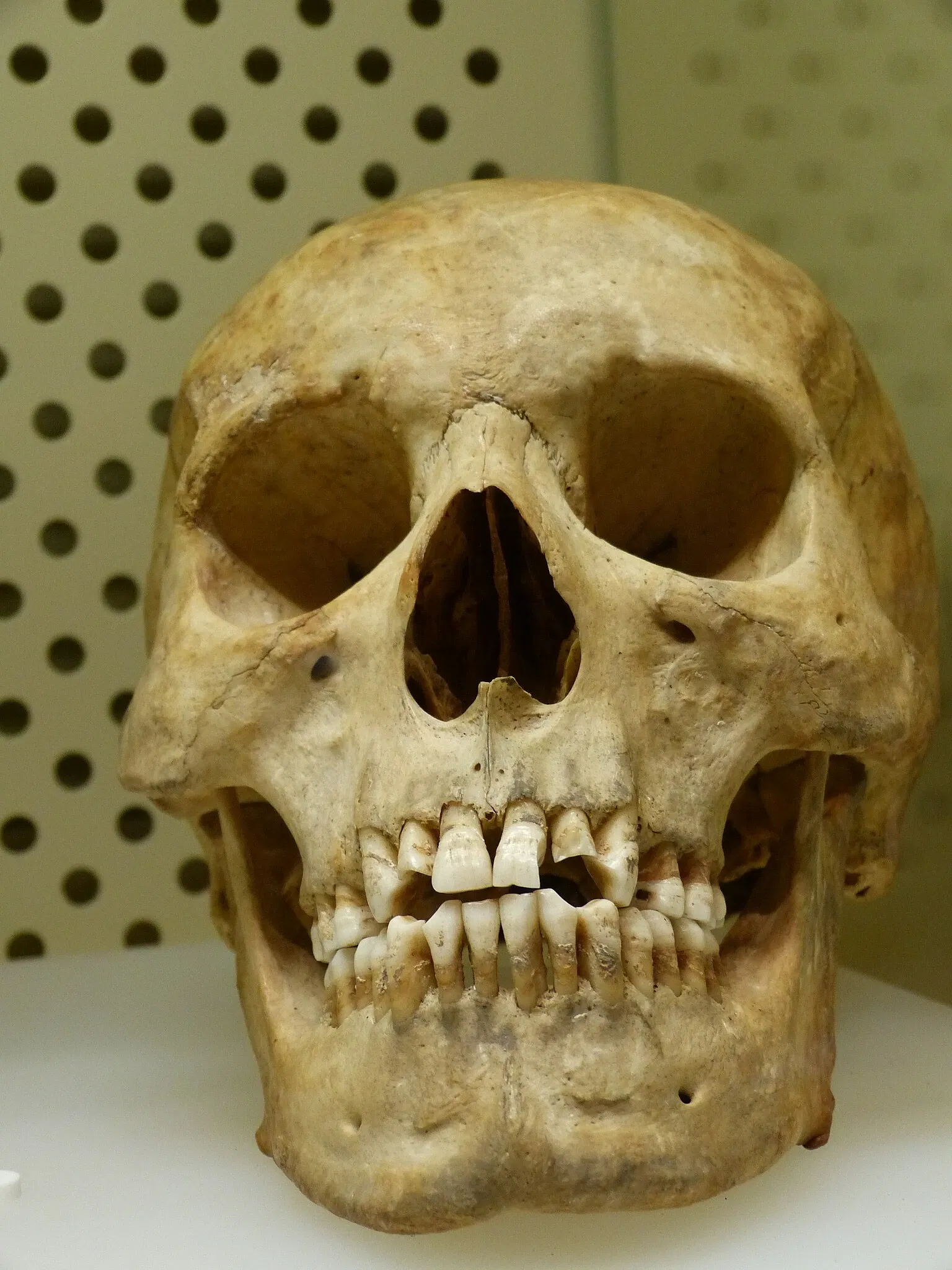 Brandenburg State Archaeology Museum