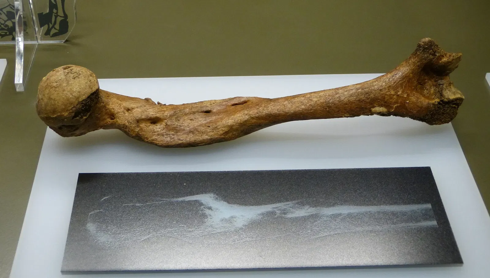 Archäologisches Landesmuseum Brandenburg