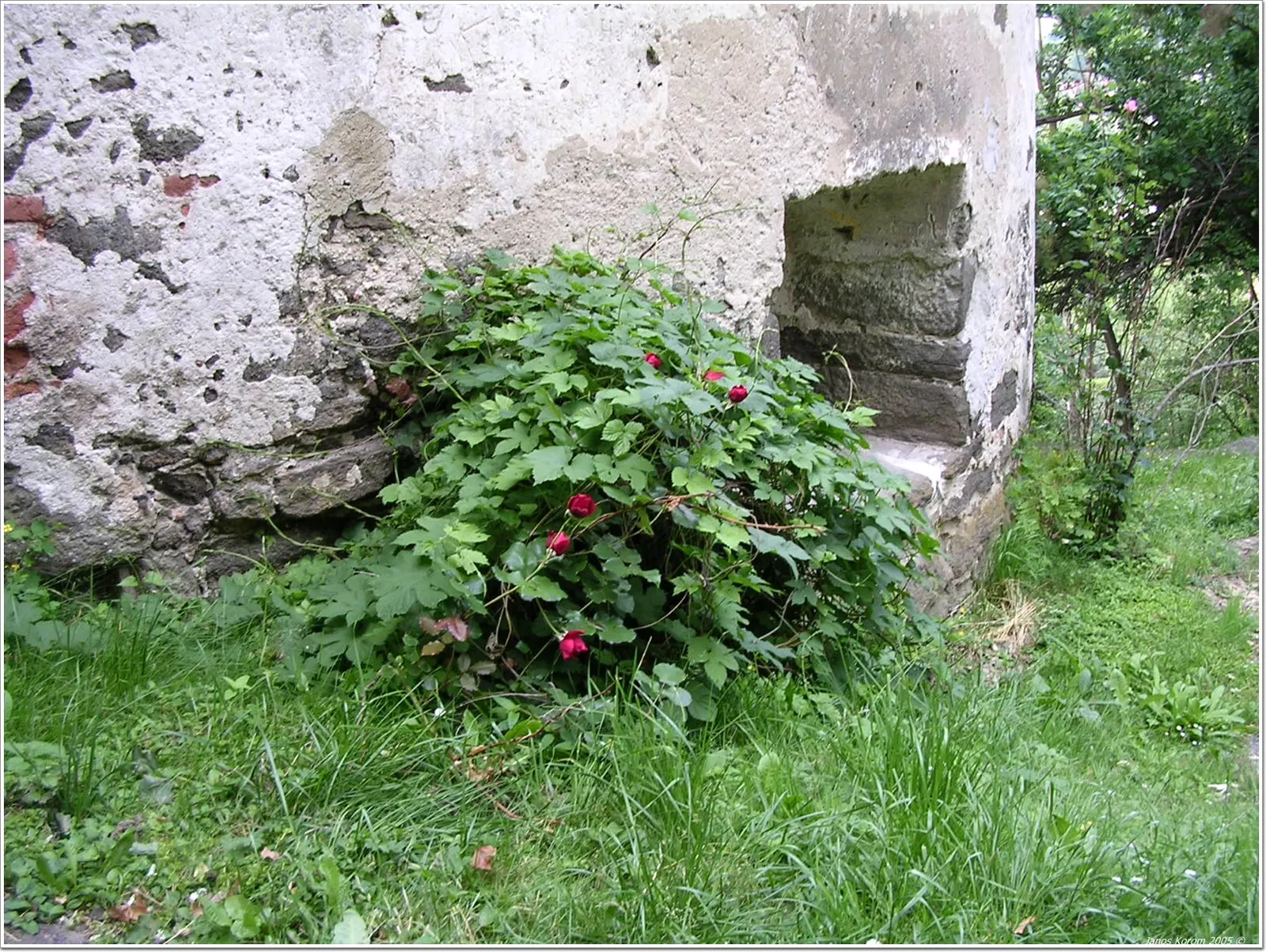 Castello di Güssing