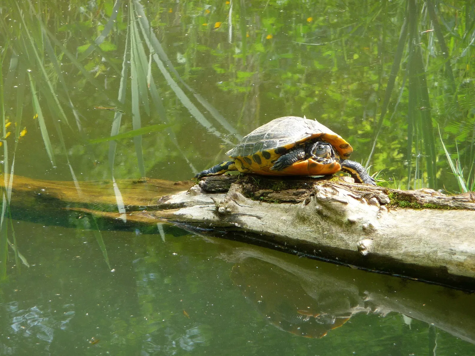 Wildparadies Tripsdrill