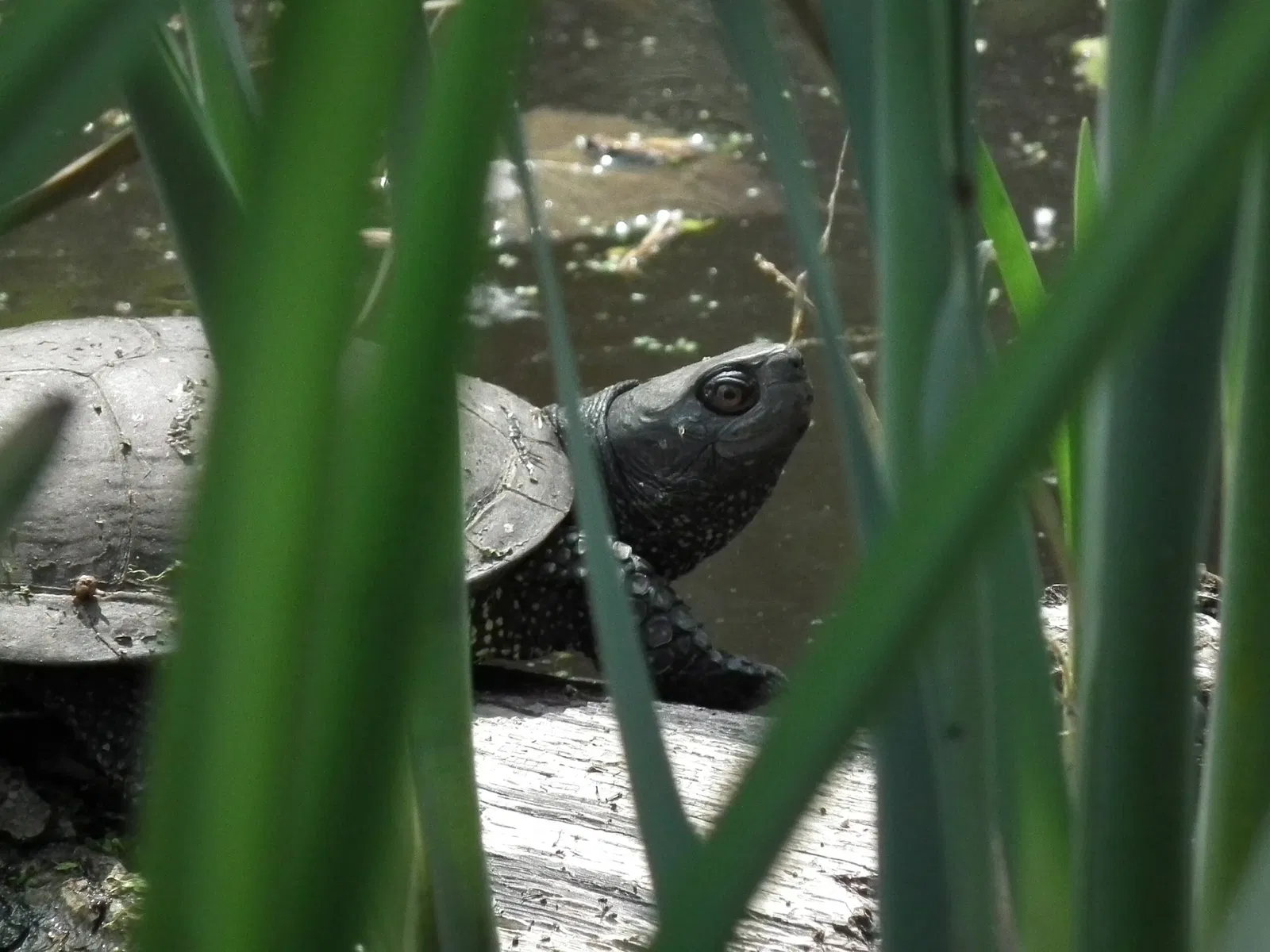 Wildparadies Tripsdrill