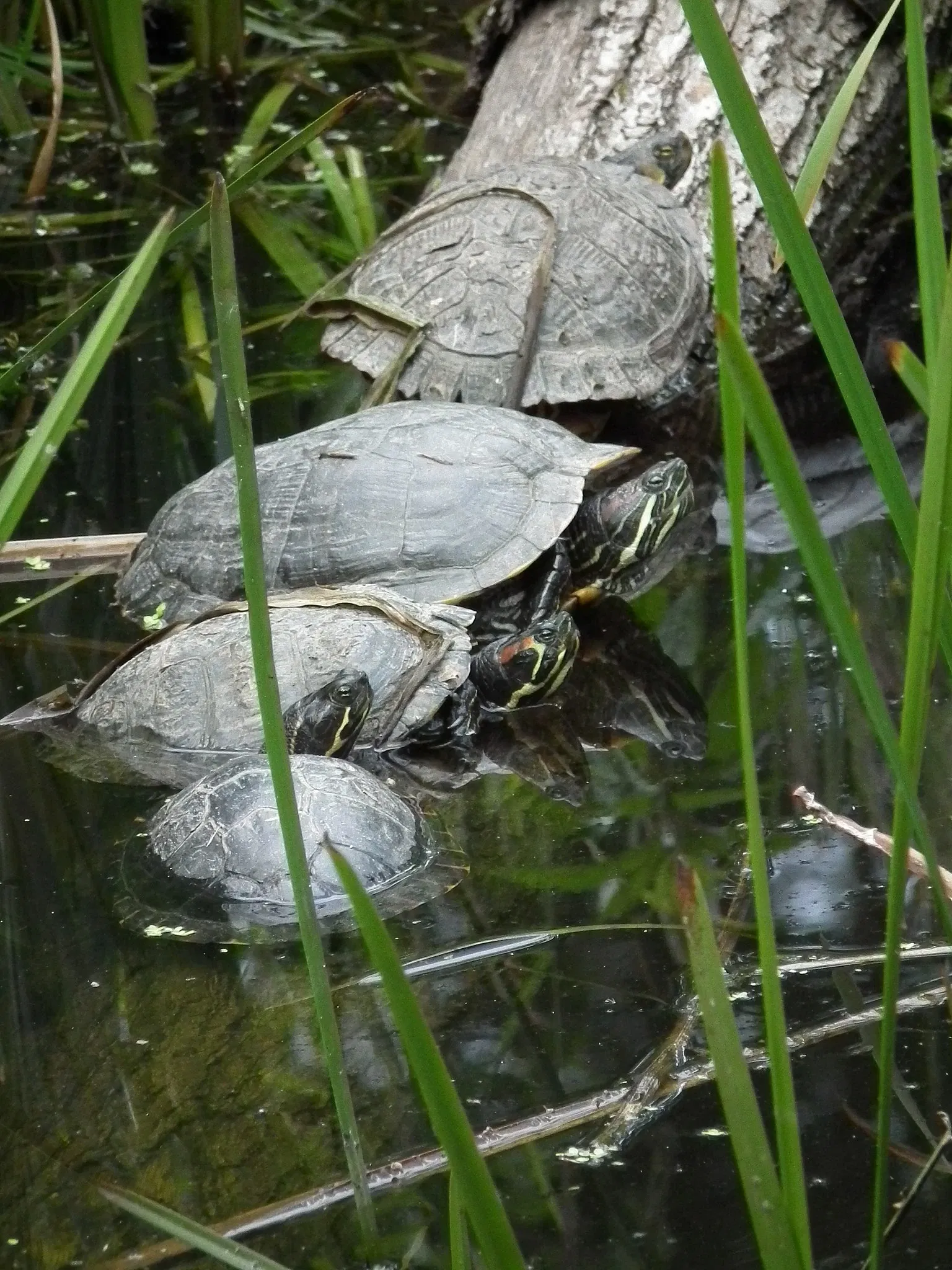 Wildparadies Tripsdrill