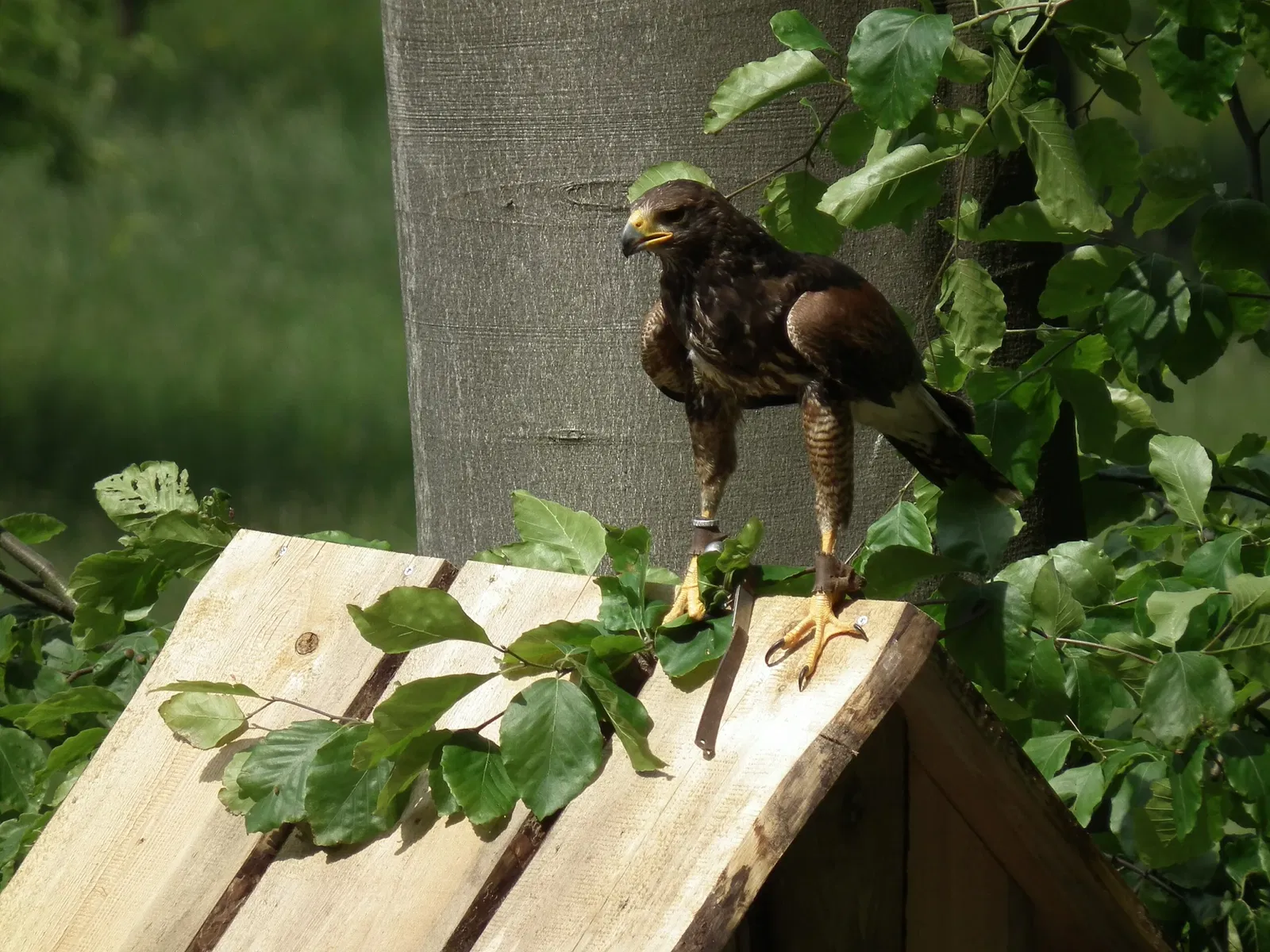 Wildparadies Tripsdrill