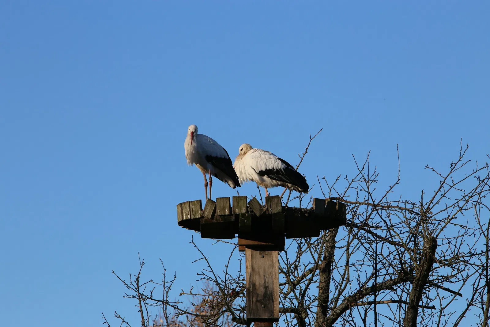 Wildparadies Tripsdrill