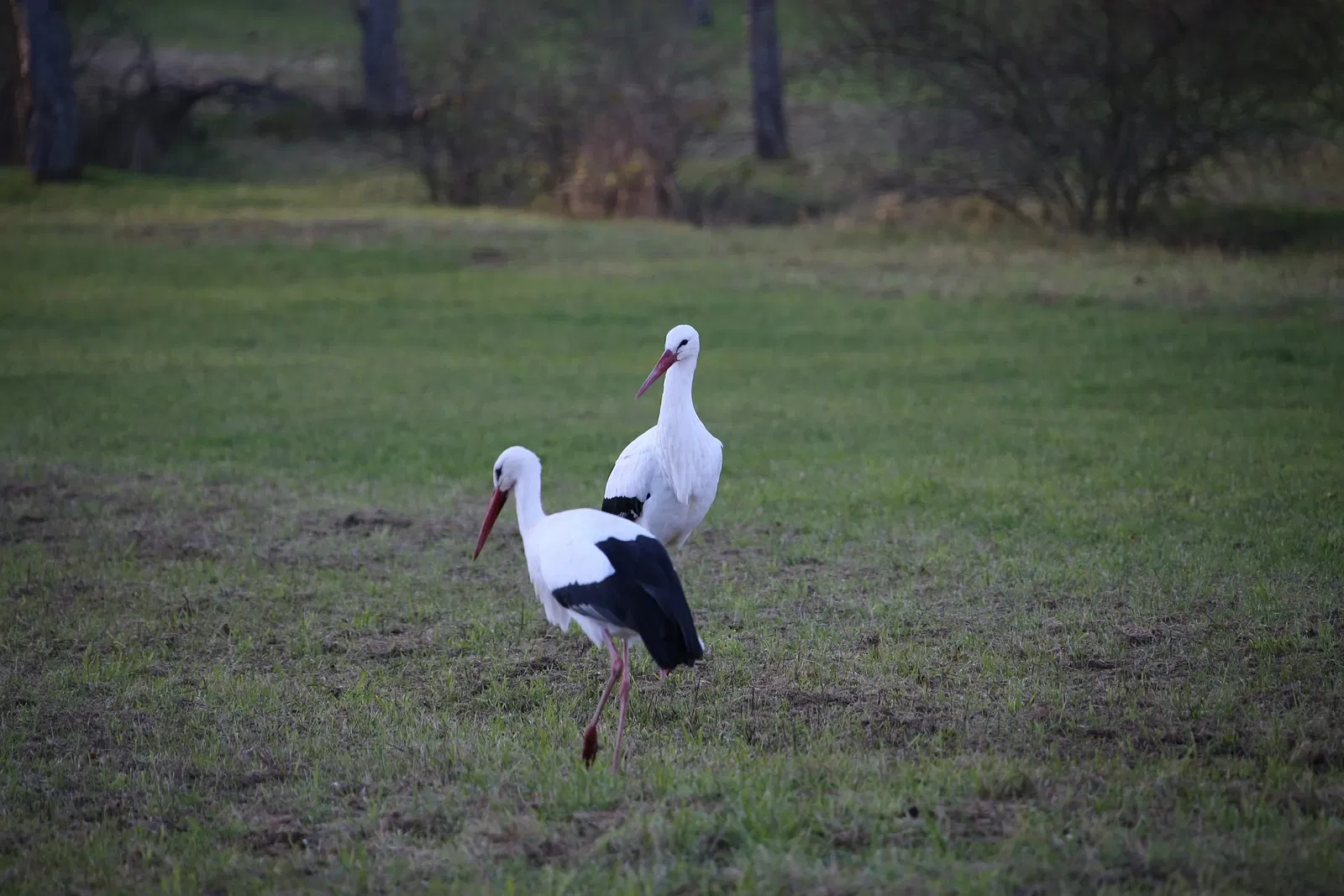 Wildparadies Tripsdrill