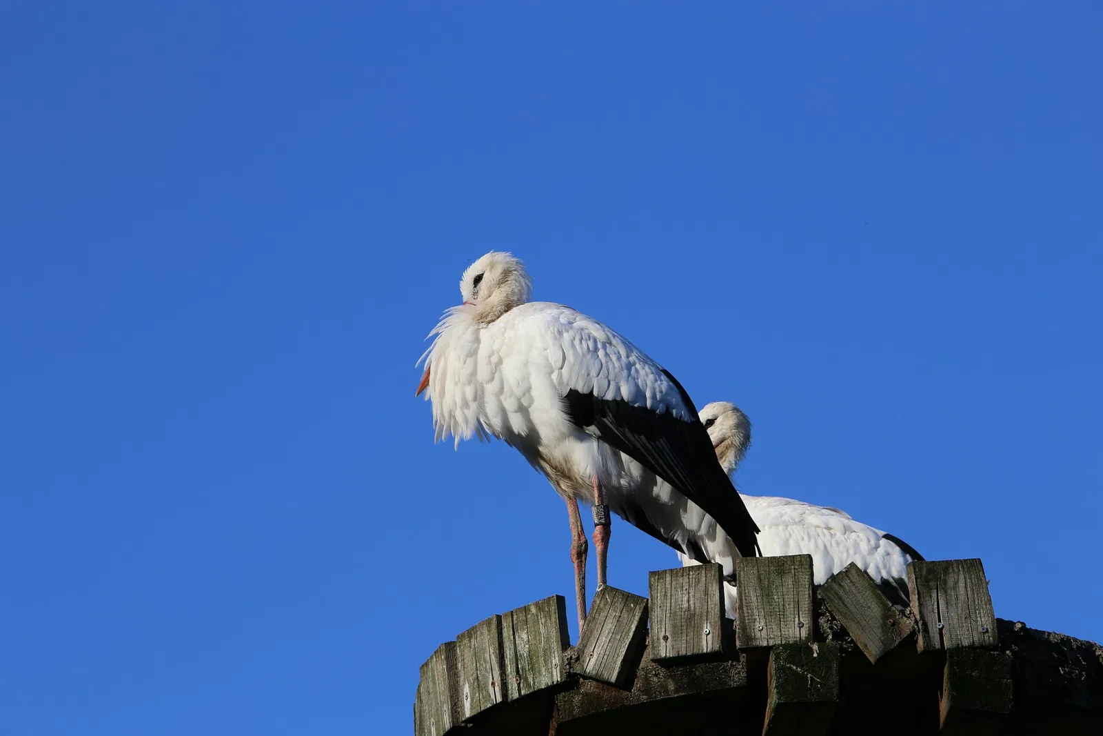 Wildparadies Tripsdrill