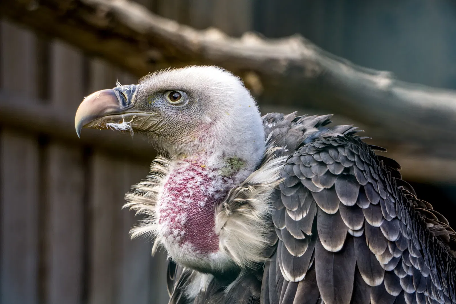 Wildparadies Tripsdrill