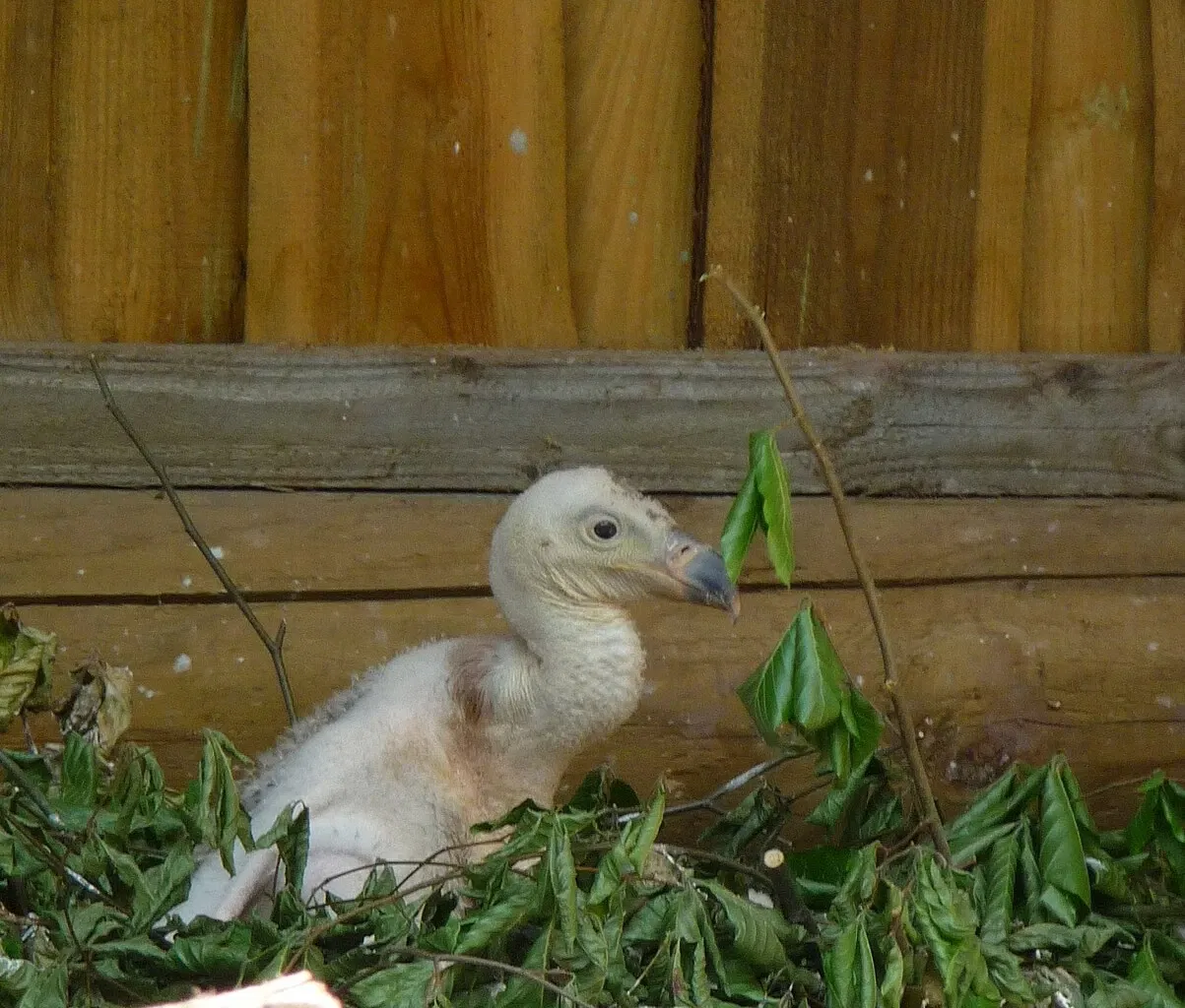 Wildparadies Tripsdrill