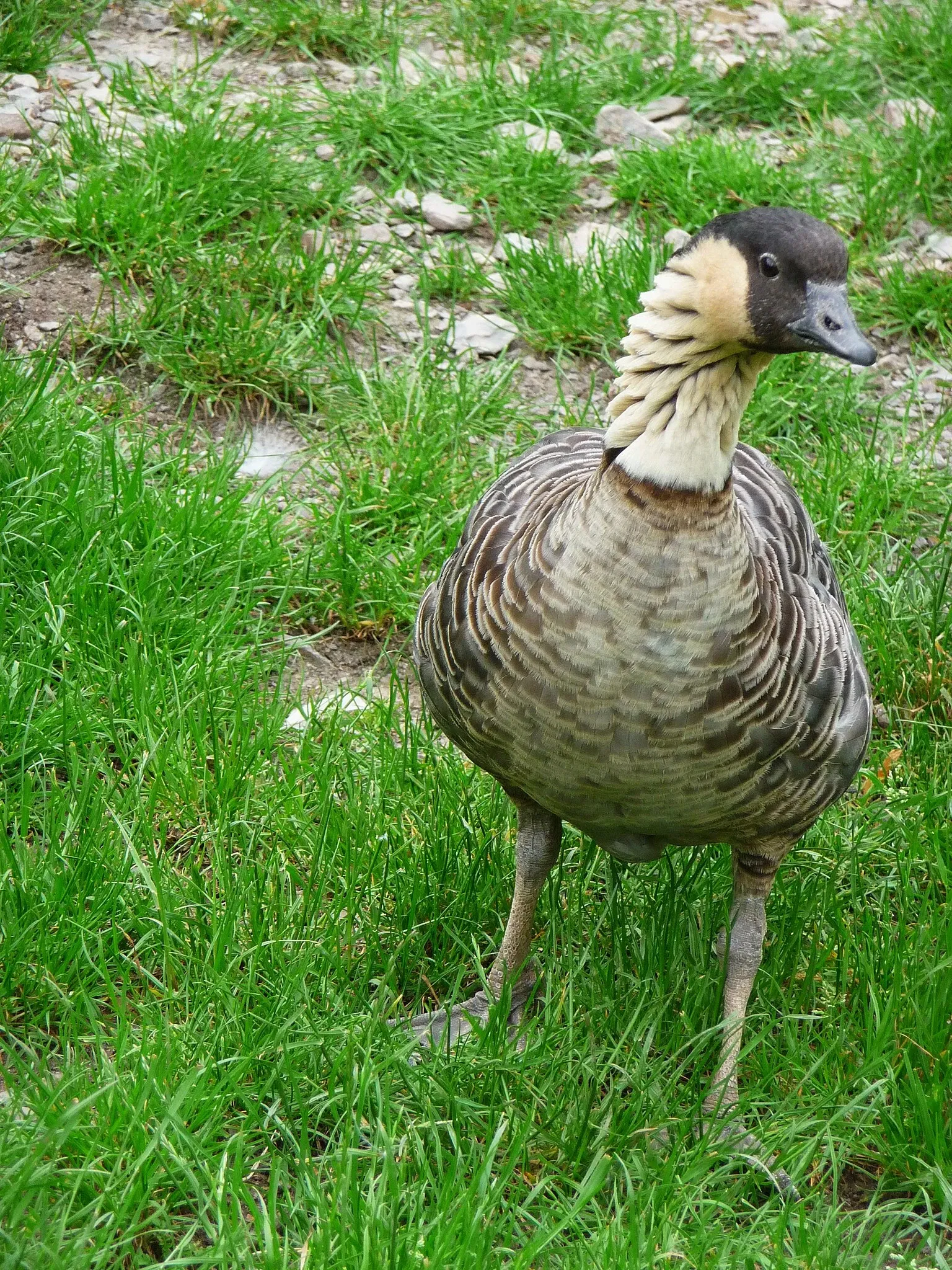 Wildparadies Tripsdrill