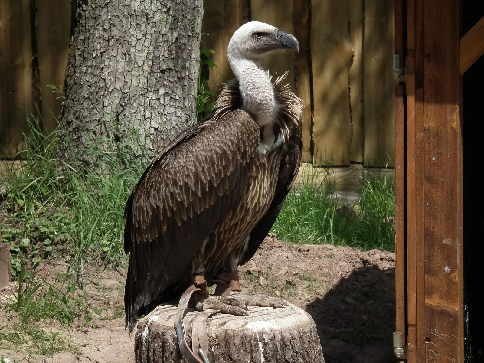 Wildparadies Tripsdrill