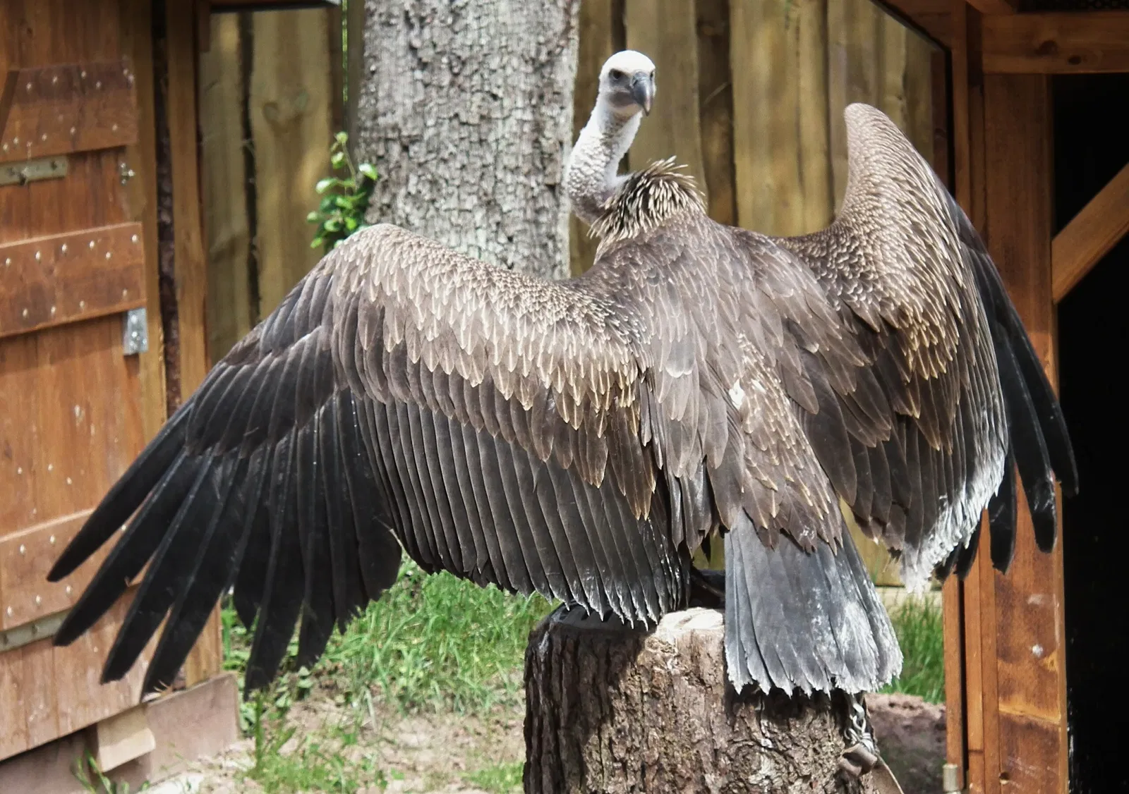 Wildparadies Tripsdrill