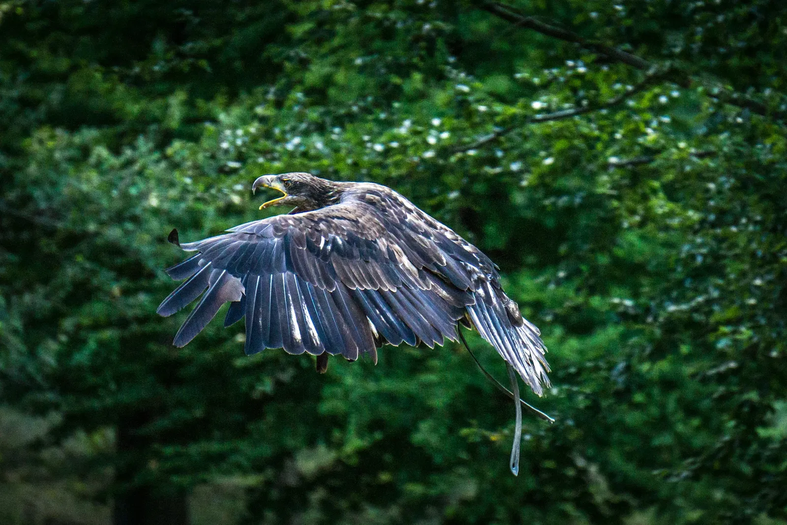 Wildparadies Tripsdrill