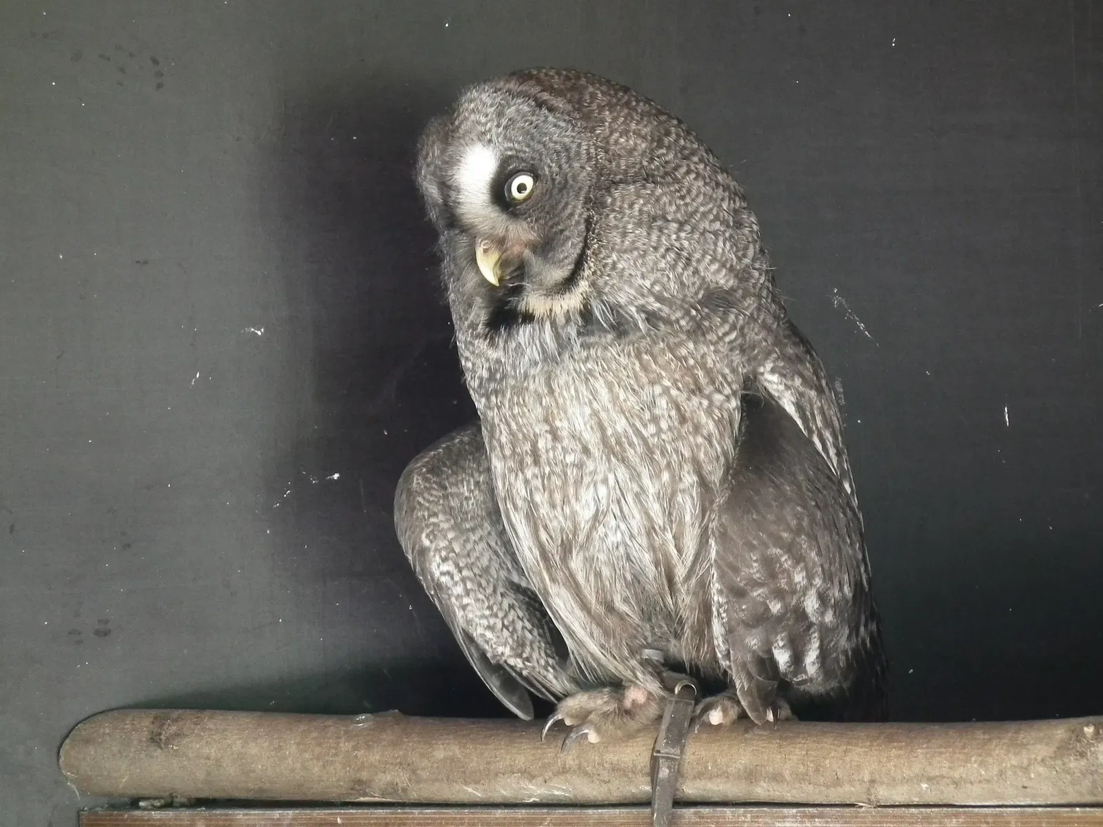 Wildparadies Tripsdrill