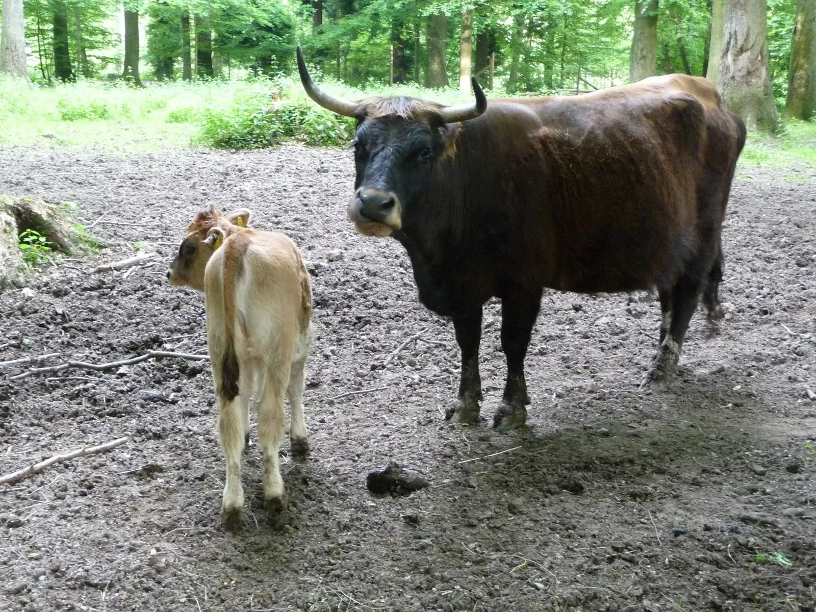 Wildparadies Tripsdrill