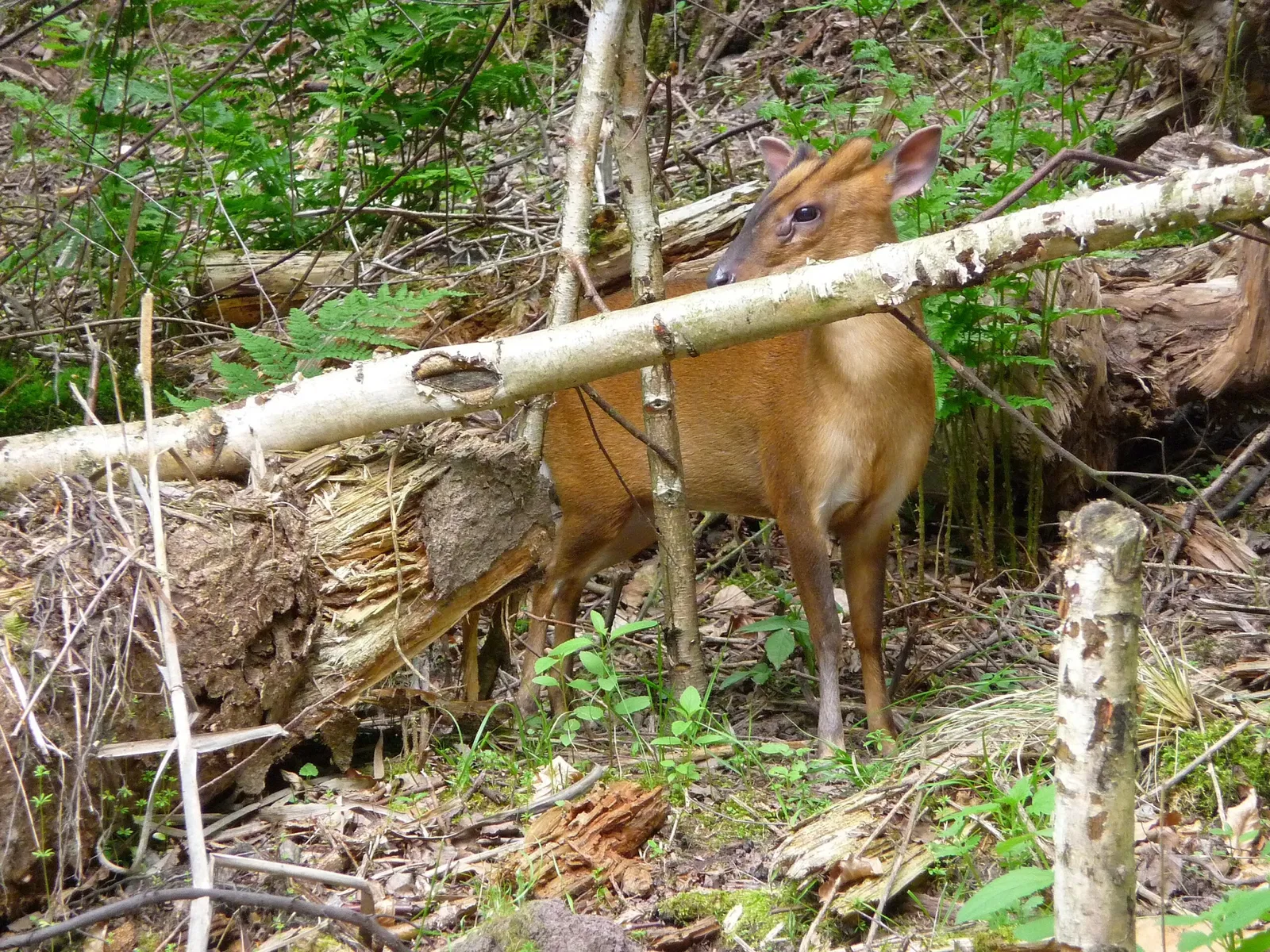 Wildparadies Tripsdrill