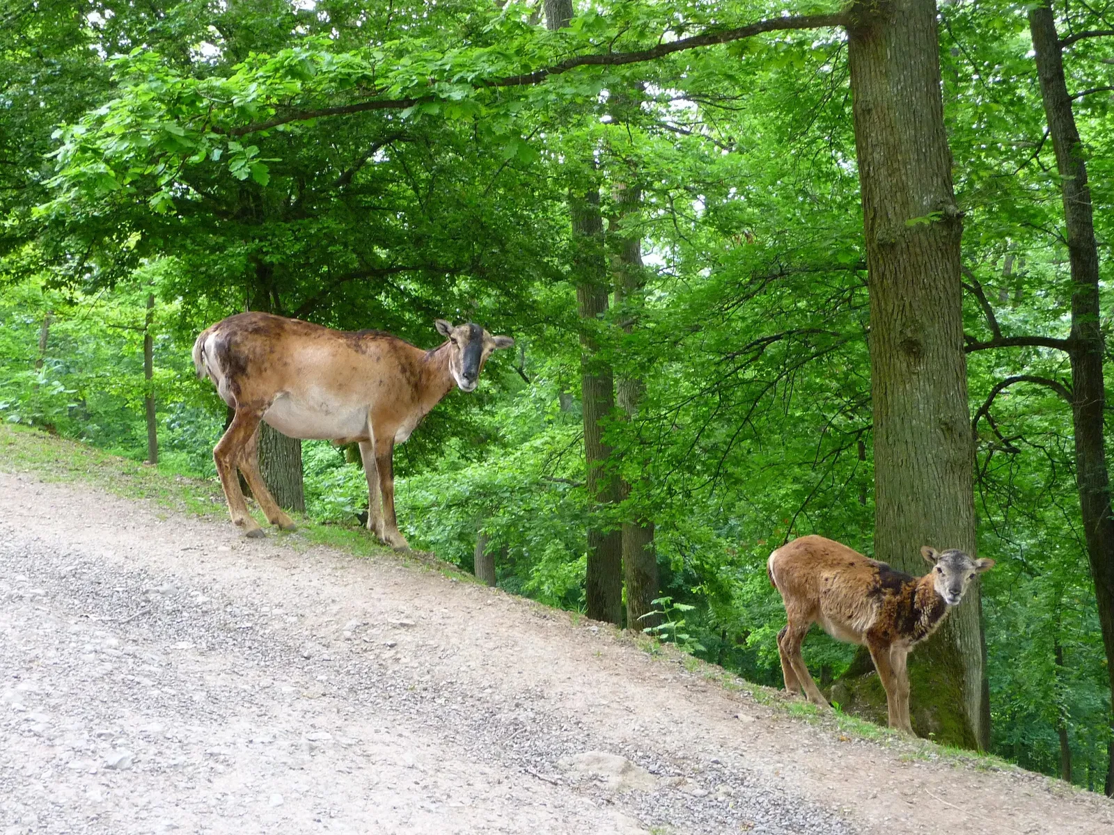 Wildparadies Tripsdrill