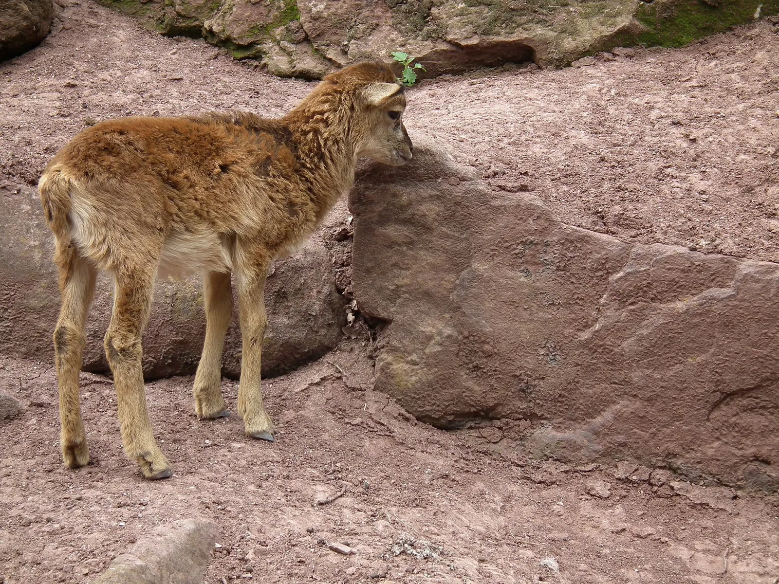 Wildparadies Tripsdrill