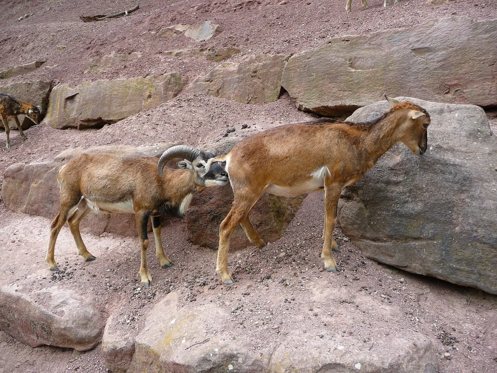 Wildparadies Tripsdrill