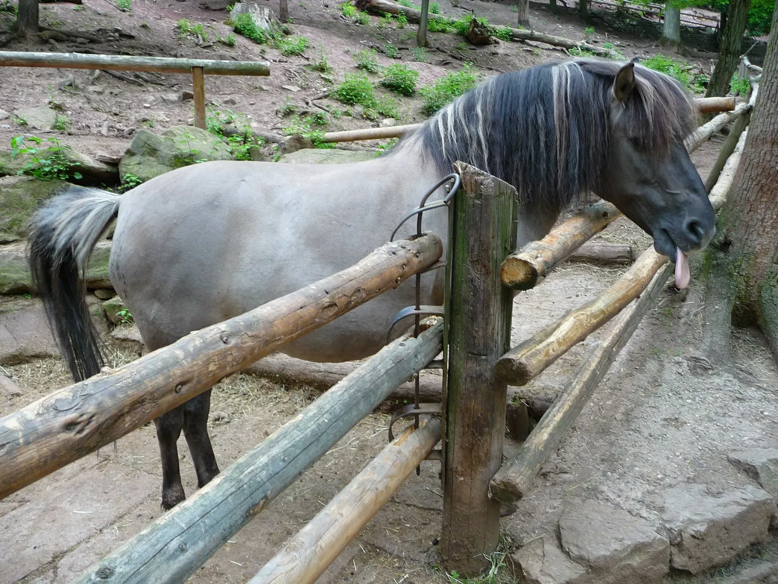 Wildparadies Tripsdrill